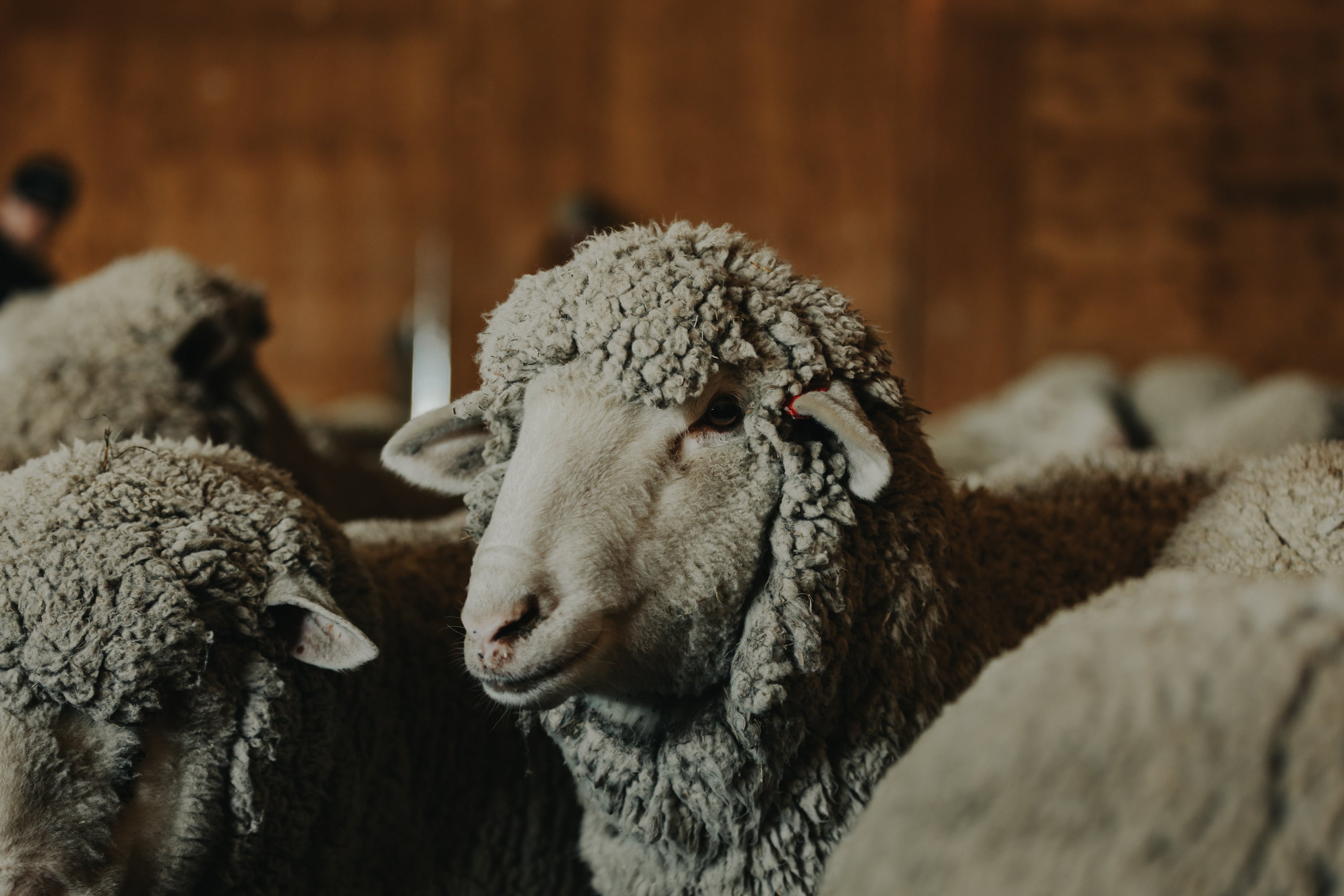 RAMBOUILLET VS MERINO